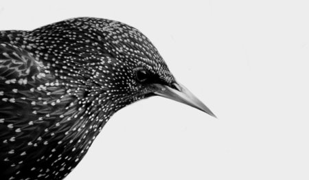 Beautiful White Spots Starling Bird Face On The White Backgroundの写真素材