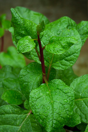 Malabar spinach Closeup view from above.
