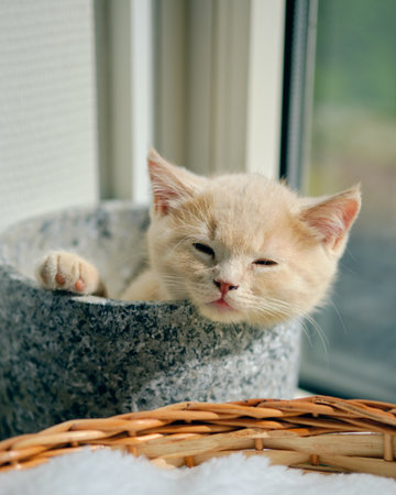 Portrait of a very tired ginger kitten napping in a ceramic pot on a sunny windowsillの写真素材