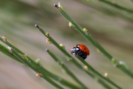 Ladybug in its natural environment.
