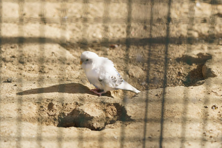 Agapournis in a cage in a park