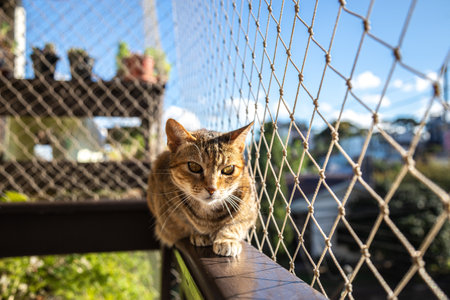 A striped cat sitting on a balcony with net protectionの写真素材