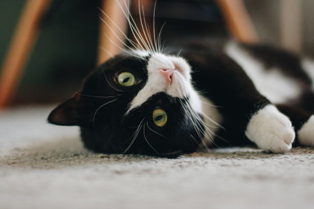 cute black cat with a white neck is lying on his back on the carpet and staring at the cameraの写真素材