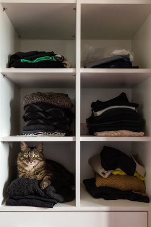A striped cat inside a wardrobe with clothesの写真素材