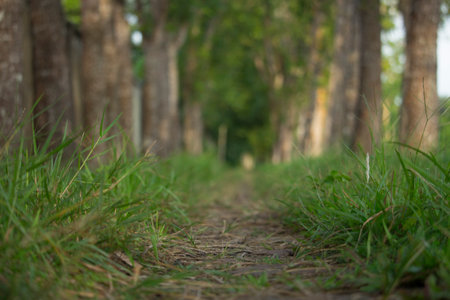Green grass on both sides of the roadの写真素材