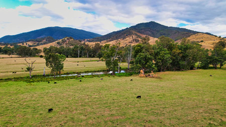 Cows grazing in fields with mountains in background near Eildon Victoria Australiaの写真素材