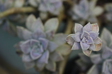 Hen and Chicks Houseplant Close up outdoors in gardenの写真素材