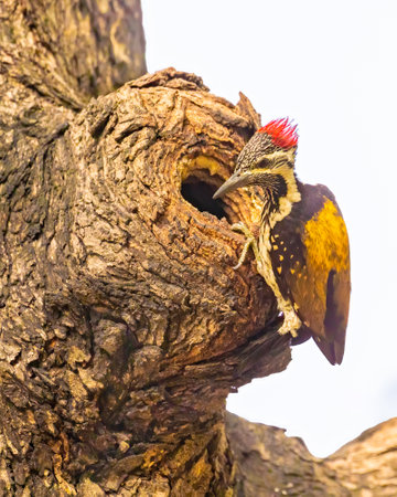 A Lesser Flameback woodpecker at its nest on a tree trunk