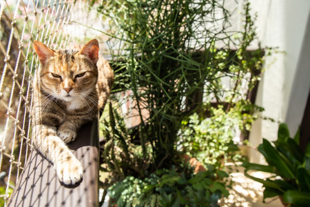 A balcony with plants, cat and net protection, Urban jungle livingの写真素材