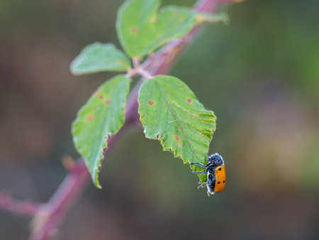 Lachnaia sexpunctata. Beetle six points in their natural environment.