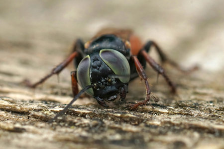 Facial closeup on a green blue eyed square headed wasp,Holotachysphex , from the Mediterranean...
