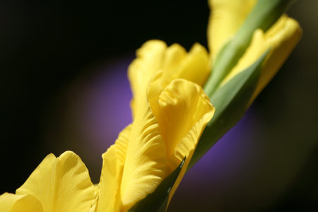 Yellow Gladiolus With Purple Artichoke in Background Close up