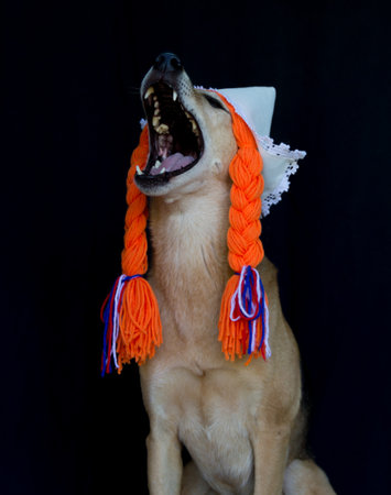 a mongrel dog with orange braids and a Dutch hat, celebrating the Koningsdagの写真素材