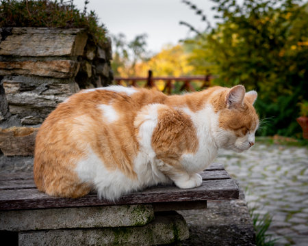 Ginger cat napping on a bench, stray cat meditatingの写真素材