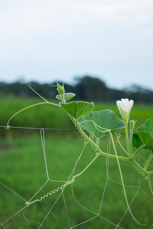 Green gourd leaves and flowersの写真素材