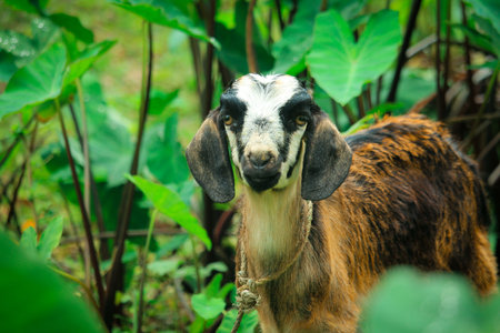 Brown agouti pygmy goat standing side ways with head turned and looking to cameraの写真素材