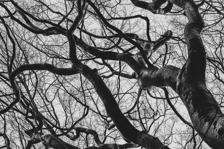 Silhouettes of dark bare tree branches against the gray cloudy sky