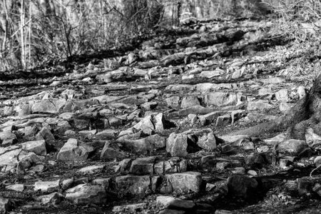 black and white steps from stones in forest between roots and bushes in german forest