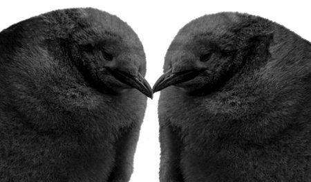 Cute Big Hair King Penguin Closeup On White Backgroundの写真素材