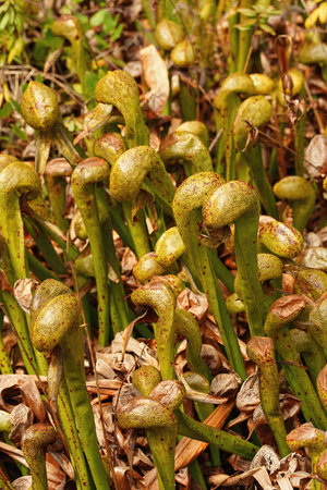 Vertical closeup on the rare carnivorous, cobra lily, Darlingtonia californica at Darlingtonian State Natural Site, Oregonの写真素材
