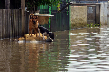 Two dogs isolated in the floodの写真素材