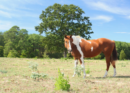 Brown and White Horse in Rural East Texasの写真素材