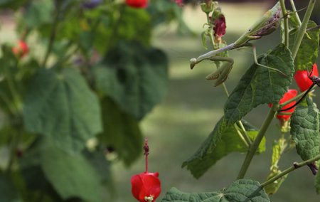 Praying Mantis on Red Hummingbird Bush Waiting for prey Shallow DOF