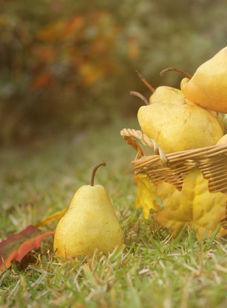 Ripe Pears in Wicker Basket Outdoors in Autumnの写真素材