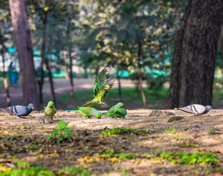 A Parakeet landing for a food in a gardenの写真素材