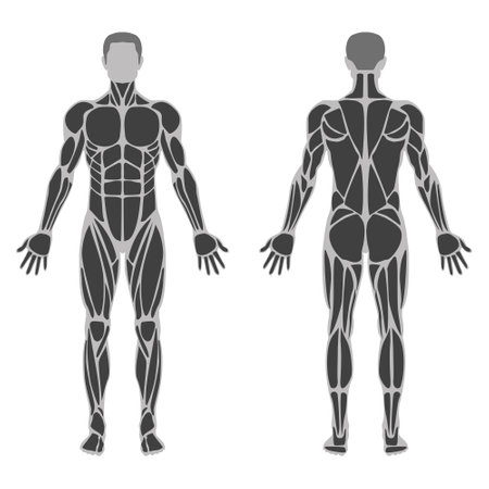 Vector illustration of male Mus Anatomyのイラスト素材