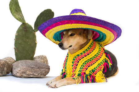 Dog dressed in a large Mexican hat and ponchoの写真素材