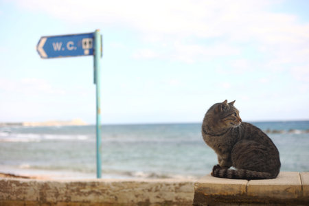 A cat near the sea coast blue water. direction to the toilet on the beach. WC - inscription on signboard toilet hanging on a pole. Warm spring day and marine scenery. selective focus.の写真素材