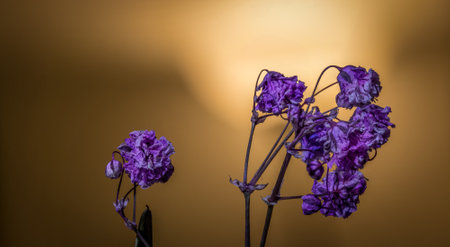 lilac colored almost faded flowers