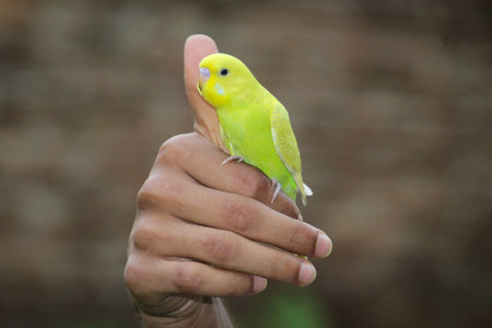 The beautiful bird is sitting on human hands.