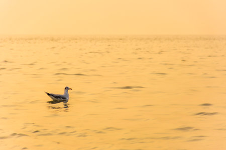 Seagull, Larus spp,swimming on the Golden Hour of Sunset in the Seaの写真素材