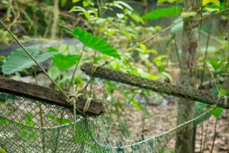 Lots of old swings hanging from the tree
