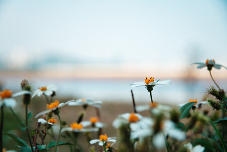 Beggarstick (Bidens pilosa) close-up shotの写真素材