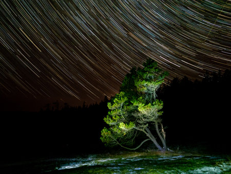 star trails with a tree from Helliwell Provincial Park