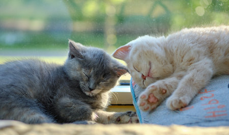 portrait of two lovely kittens napping on the sunny windowsill