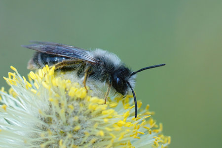 Closeup of a male grey-backed mining bee, Andrena vaga, eating pollen form goat willow, salix caprea...