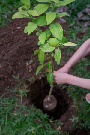 A woman planting a lemon tree seedlingの写真素材