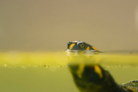 South American River Turtle (Podocnemis expansa), a beautiful specimen of a charapa turtle swimming...