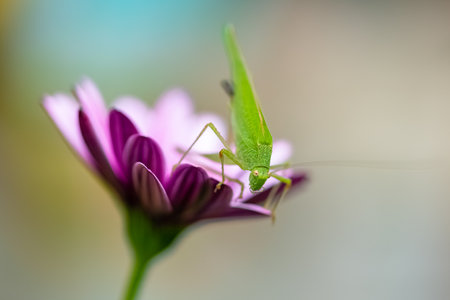 A grasshopper on a purple flower in the gardenの写真素材
