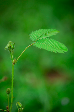 A beautiful picture of a shy tree