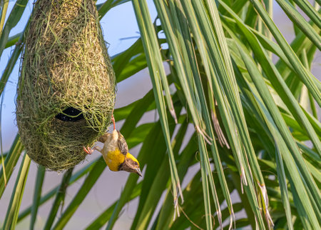 Weaver bird outside its creation
