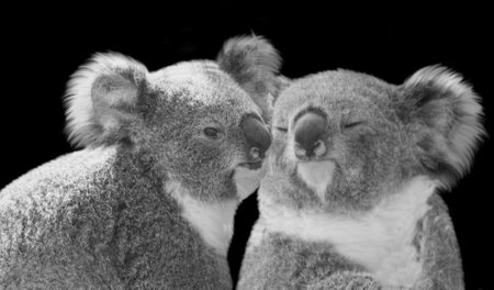 Beautiful Cute Koala Bear Kiss On Black Background