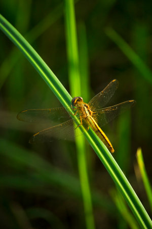 Dragonfly on flower macro view. Dragonfly profile. Dragonfly macro view. DragonflyIn summer evening a yellow dragonfly sitting on grassの写真素材