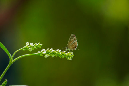 Closeup butterfly on flower