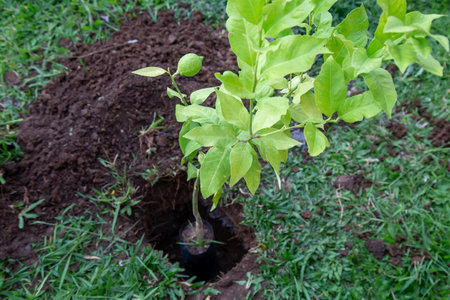 A lemon tree seedling in a holeの写真素材