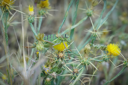 Closeup on a Western saddle-back bush cricket , Ephippiger diurnus, eating plants in the Gard,...